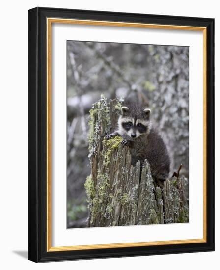 Captive Baby Raccoon in an Old Stump, Bozeman, Montana, USA-James Hager-Framed Photographic Print