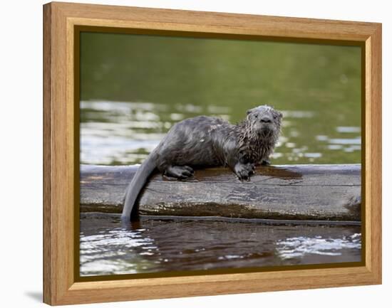 Captive Baby River Otter, Sandstone, Minnesota, USA-James Hager-Framed Premier Image Canvas