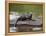 Captive Baby River Otter, Sandstone, Minnesota, USA-James Hager-Framed Premier Image Canvas