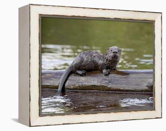 Captive Baby River Otter, Sandstone, Minnesota, USA-James Hager-Framed Premier Image Canvas