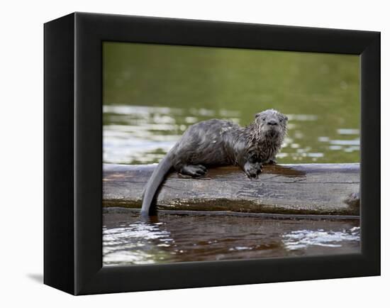 Captive Baby River Otter, Sandstone, Minnesota, USA-James Hager-Framed Premier Image Canvas