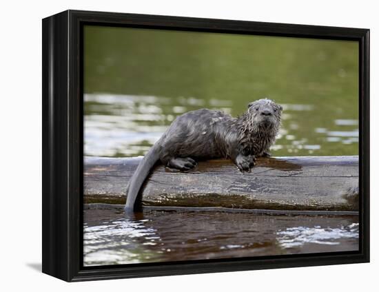 Captive Baby River Otter, Sandstone, Minnesota, USA-James Hager-Framed Premier Image Canvas
