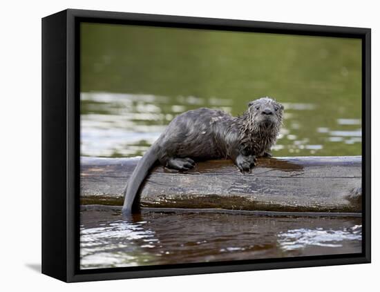 Captive Baby River Otter, Sandstone, Minnesota, USA-James Hager-Framed Premier Image Canvas