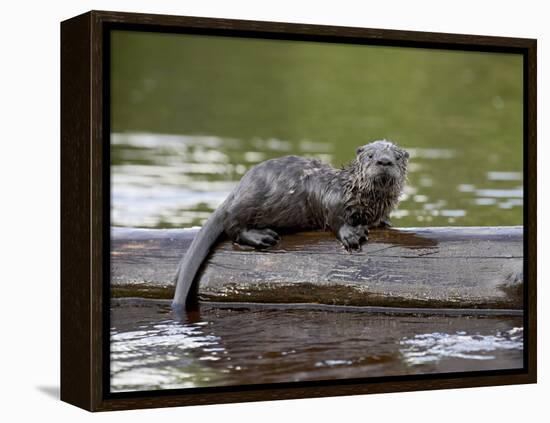 Captive Baby River Otter, Sandstone, Minnesota, USA-James Hager-Framed Premier Image Canvas