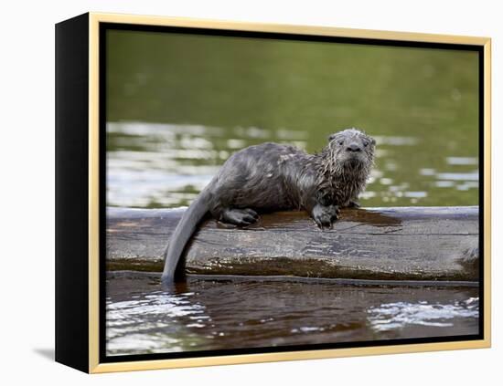 Captive Baby River Otter, Sandstone, Minnesota, USA-James Hager-Framed Premier Image Canvas