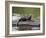 Captive Baby River Otter, Sandstone, Minnesota, USA-James Hager-Framed Photographic Print