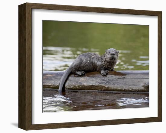 Captive Baby River Otter, Sandstone, Minnesota, USA-James Hager-Framed Photographic Print