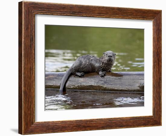 Captive Baby River Otter, Sandstone, Minnesota, USA-James Hager-Framed Photographic Print