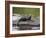 Captive Baby River Otter, Sandstone, Minnesota, USA-James Hager-Framed Photographic Print