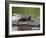 Captive Baby River Otter, Sandstone, Minnesota, USA-James Hager-Framed Photographic Print