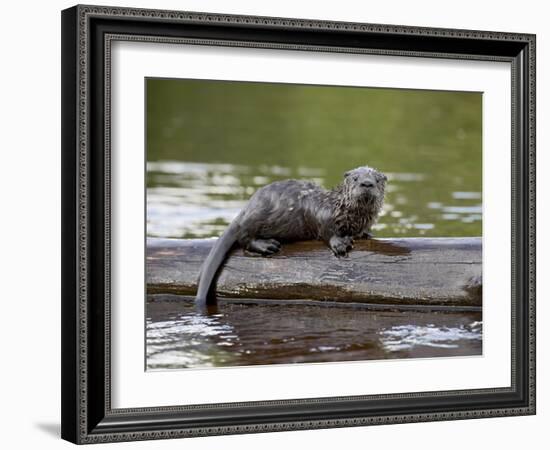 Captive Baby River Otter, Sandstone, Minnesota, USA-James Hager-Framed Photographic Print