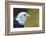 Captive Bald Eagle, Grizzly and Wolf Discovery Centre, West Yellowstone, Montana, USA-Peter Barritt-Framed Photographic Print