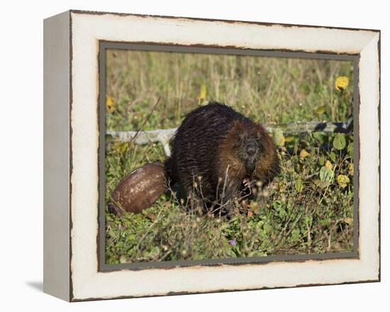 Captive Beaver (Castor Canadensis), Minnesota Wildlife Connection, Sandstone, Minnesota, USA-James Hager-Framed Premier Image Canvas