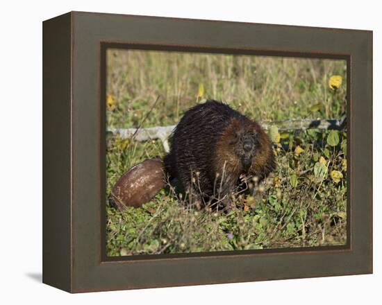 Captive Beaver (Castor Canadensis), Minnesota Wildlife Connection, Sandstone, Minnesota, USA-James Hager-Framed Premier Image Canvas