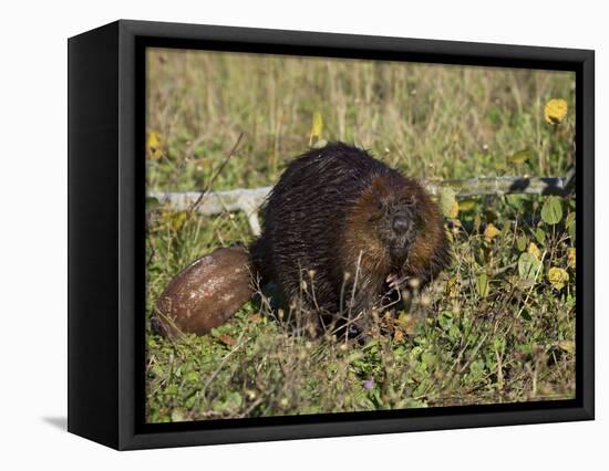 Captive Beaver (Castor Canadensis), Minnesota Wildlife Connection, Sandstone, Minnesota, USA-James Hager-Framed Premier Image Canvas