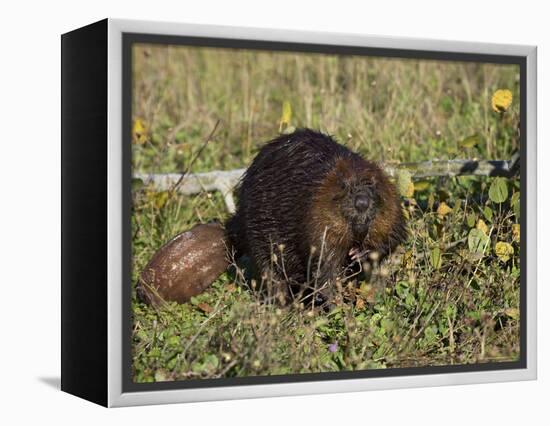 Captive Beaver (Castor Canadensis), Minnesota Wildlife Connection, Sandstone, Minnesota, USA-James Hager-Framed Premier Image Canvas