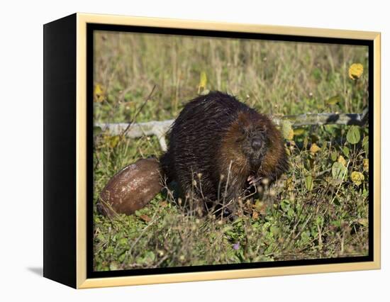 Captive Beaver (Castor Canadensis), Minnesota Wildlife Connection, Sandstone, Minnesota, USA-James Hager-Framed Premier Image Canvas