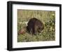 Captive Beaver (Castor Canadensis), Minnesota Wildlife Connection, Sandstone, Minnesota, USA-James Hager-Framed Photographic Print