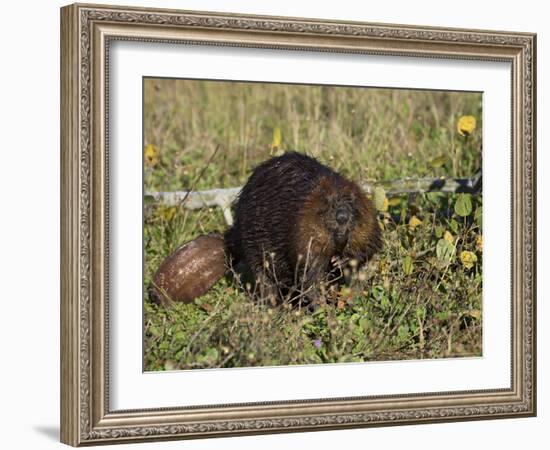 Captive Beaver (Castor Canadensis), Minnesota Wildlife Connection, Sandstone, Minnesota, USA-James Hager-Framed Photographic Print