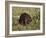 Captive Beaver (Castor Canadensis), Minnesota Wildlife Connection, Sandstone, Minnesota, USA-James Hager-Framed Photographic Print