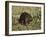 Captive Beaver (Castor Canadensis), Minnesota Wildlife Connection, Sandstone, Minnesota, USA-James Hager-Framed Photographic Print