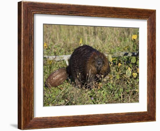 Captive Beaver (Castor Canadensis), Minnesota Wildlife Connection, Sandstone, Minnesota, USA-James Hager-Framed Photographic Print