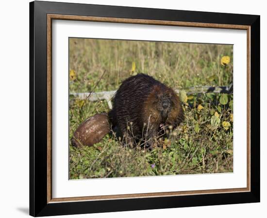 Captive Beaver (Castor Canadensis), Minnesota Wildlife Connection, Sandstone, Minnesota, USA-James Hager-Framed Photographic Print