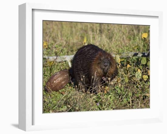 Captive Beaver (Castor Canadensis), Minnesota Wildlife Connection, Sandstone, Minnesota, USA-James Hager-Framed Photographic Print