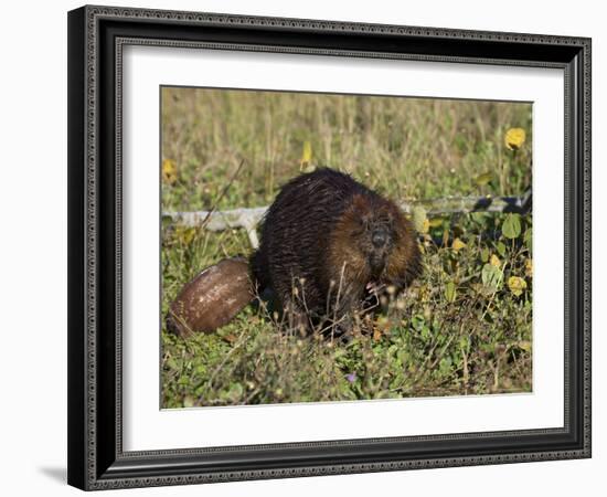 Captive Beaver (Castor Canadensis), Minnesota Wildlife Connection, Sandstone, Minnesota, USA-James Hager-Framed Photographic Print