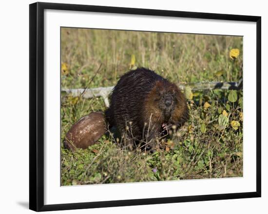 Captive Beaver (Castor Canadensis), Minnesota Wildlife Connection, Sandstone, Minnesota, USA-James Hager-Framed Photographic Print