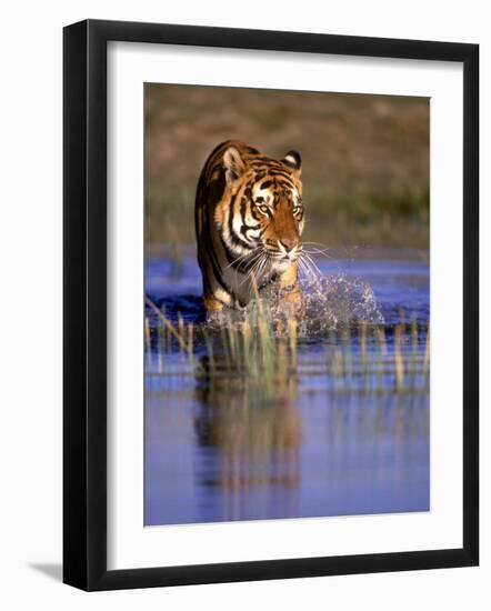 Captive Bengal Tiger, India-Stuart Westmorland-Framed Photographic Print
