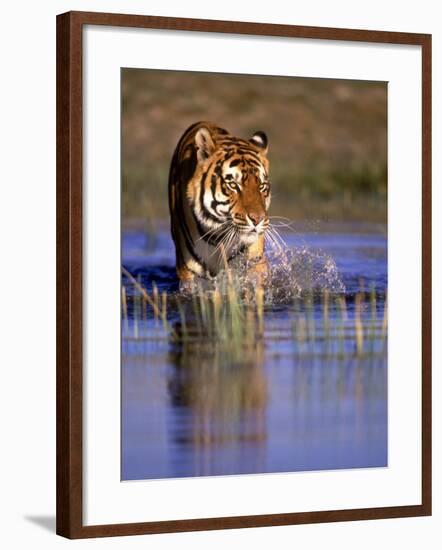 Captive Bengal Tiger, India-Stuart Westmorland-Framed Photographic Print