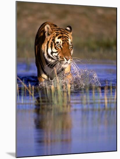 Captive Bengal Tiger, India-Stuart Westmorland-Mounted Photographic Print