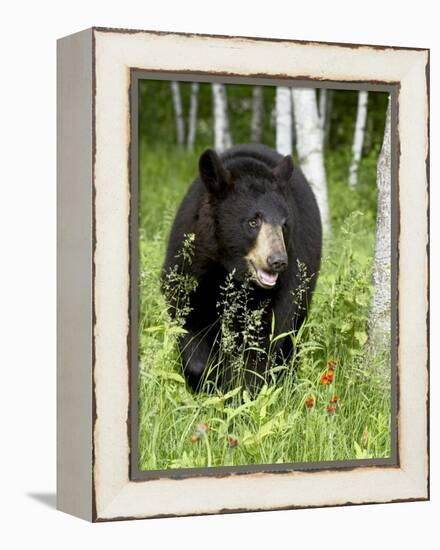 Captive Black Bear (Ursus Americanus), Sandstone, Minnesota-James Hager-Framed Premier Image Canvas