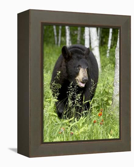 Captive Black Bear (Ursus Americanus), Sandstone, Minnesota-James Hager-Framed Premier Image Canvas