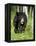 Captive Black Bear (Ursus Americanus), Sandstone, Minnesota-James Hager-Framed Premier Image Canvas