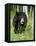 Captive Black Bear (Ursus Americanus), Sandstone, Minnesota-James Hager-Framed Premier Image Canvas