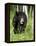 Captive Black Bear (Ursus Americanus), Sandstone, Minnesota-James Hager-Framed Premier Image Canvas