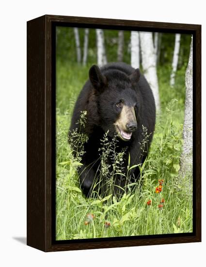 Captive Black Bear (Ursus Americanus), Sandstone, Minnesota-James Hager-Framed Premier Image Canvas