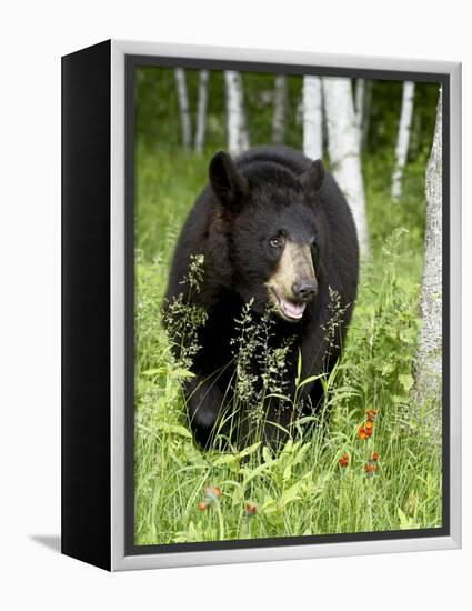 Captive Black Bear (Ursus Americanus), Sandstone, Minnesota-James Hager-Framed Premier Image Canvas