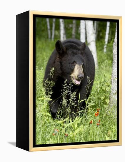 Captive Black Bear (Ursus Americanus), Sandstone, Minnesota-James Hager-Framed Premier Image Canvas