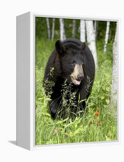 Captive Black Bear (Ursus Americanus), Sandstone, Minnesota-James Hager-Framed Premier Image Canvas