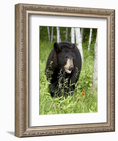 Captive Black Bear (Ursus Americanus), Sandstone, Minnesota-James Hager-Framed Photographic Print