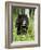 Captive Black Bear (Ursus Americanus), Sandstone, Minnesota-James Hager-Framed Photographic Print