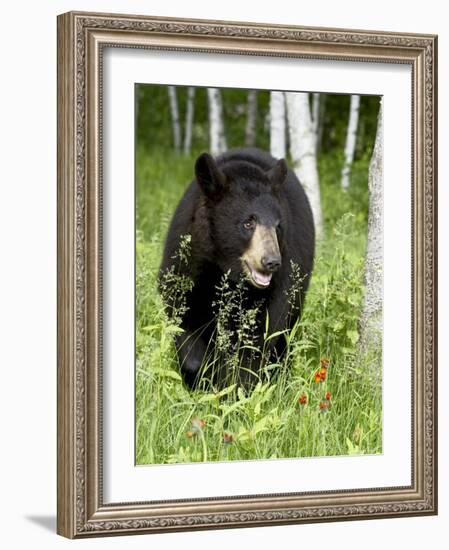 Captive Black Bear (Ursus Americanus), Sandstone, Minnesota-James Hager-Framed Photographic Print