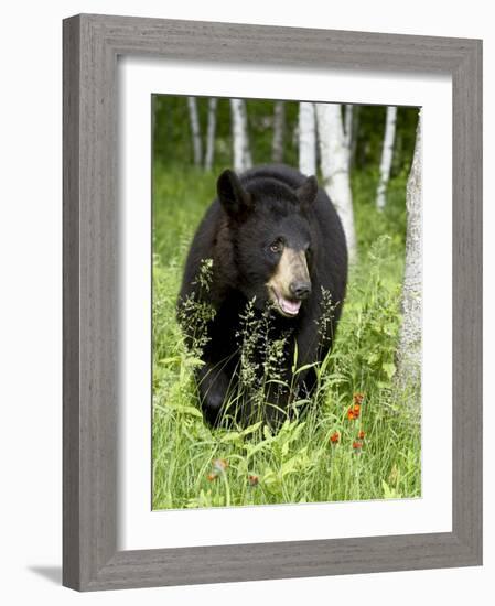 Captive Black Bear (Ursus Americanus), Sandstone, Minnesota-James Hager-Framed Photographic Print