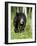 Captive Black Bear (Ursus Americanus), Sandstone, Minnesota-James Hager-Framed Photographic Print