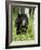 Captive Black Bear (Ursus Americanus), Sandstone, Minnesota-James Hager-Framed Photographic Print