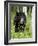 Captive Black Bear (Ursus Americanus), Sandstone, Minnesota-James Hager-Framed Photographic Print