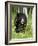 Captive Black Bear (Ursus Americanus), Sandstone, Minnesota-James Hager-Framed Photographic Print